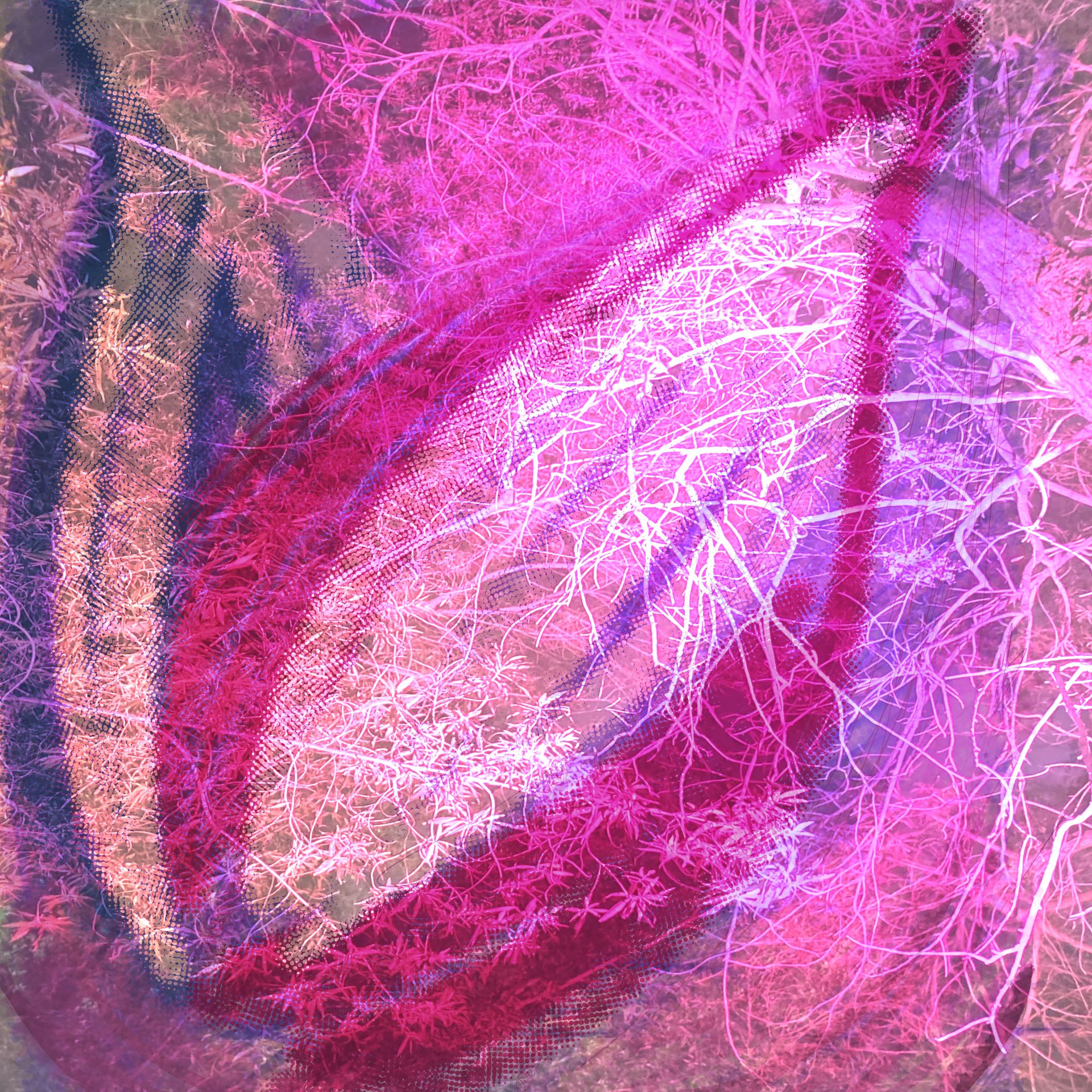 Anum Farooq Digital Art