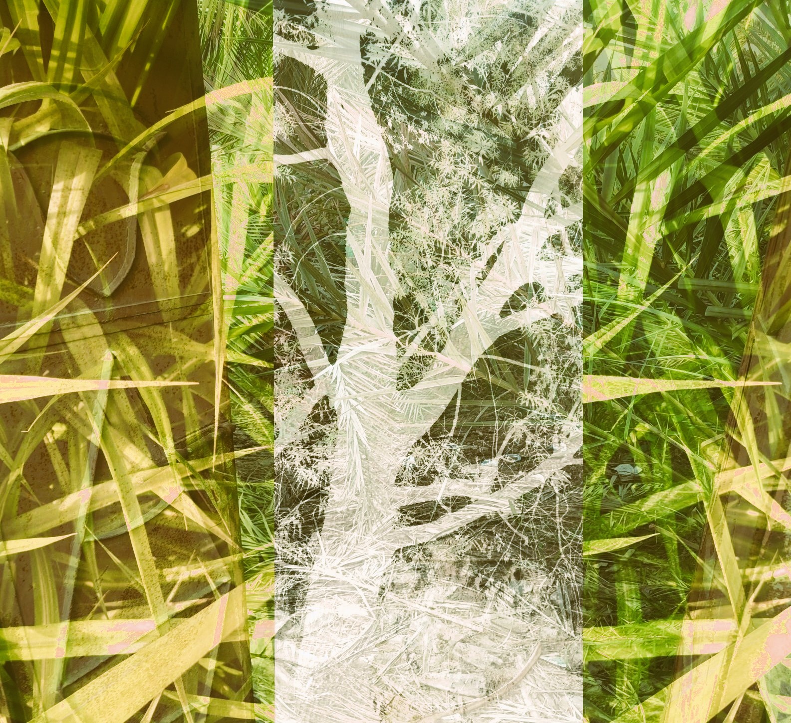 Anum Farooq Digital Art