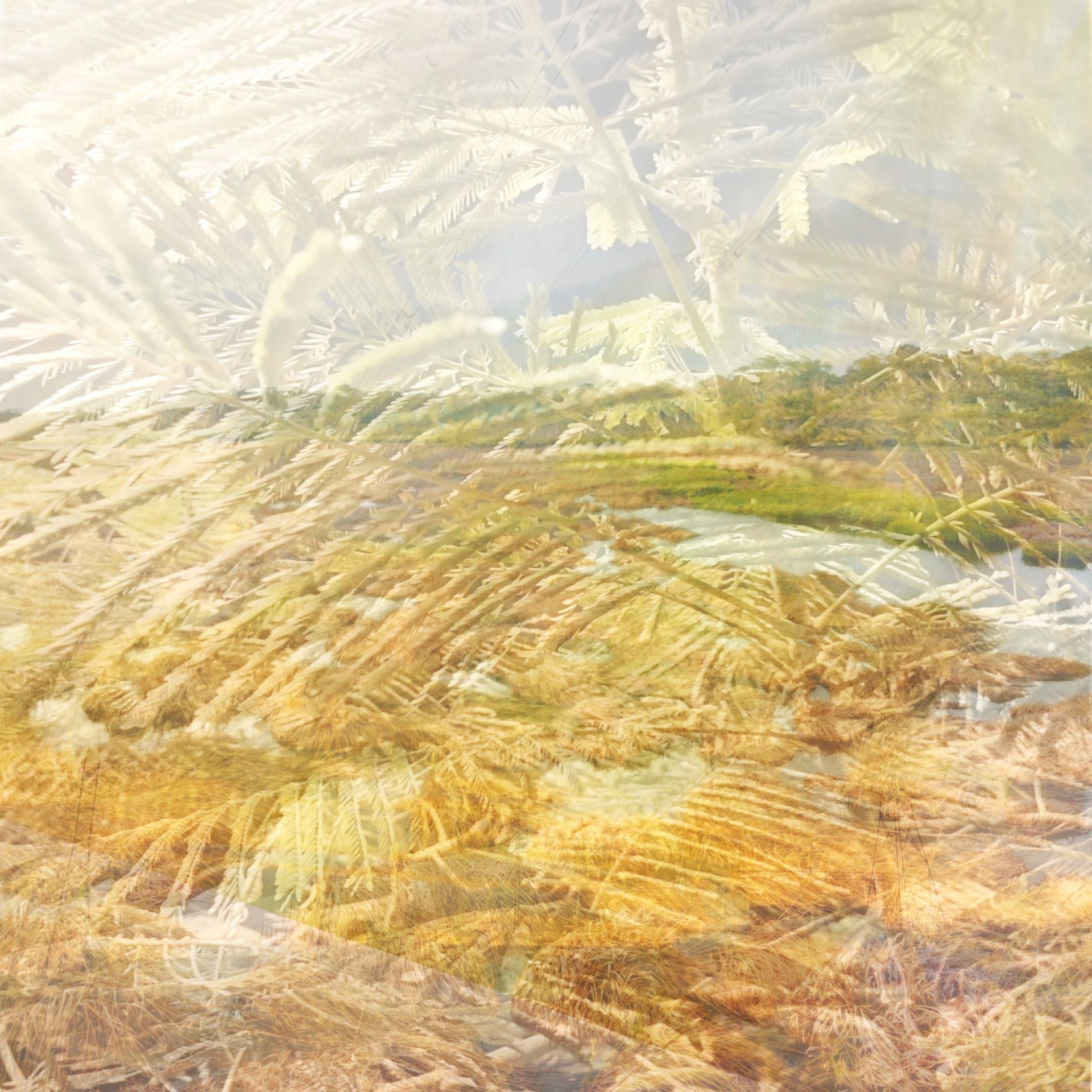 Anum Farooq Digital Art