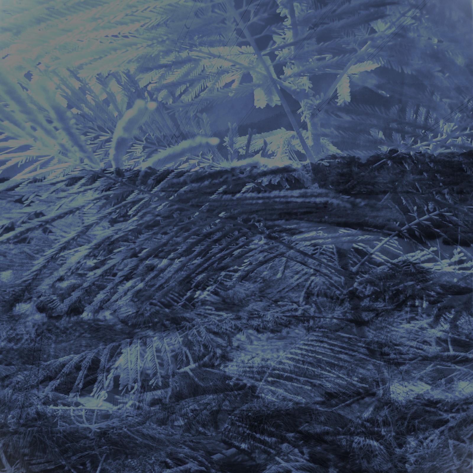 Anum Farooq Digital Art